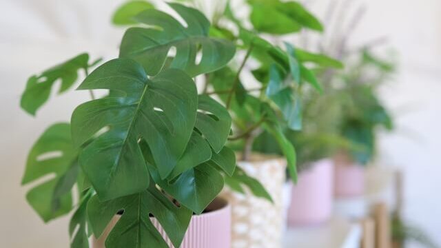 風水からみた幸運を呼ぶ観葉植物のおすすめ 玄関やリビング トイレなど場所別にも紹介 Trc Studio