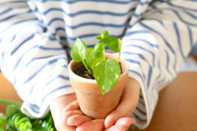 幸運を呼ぶ観葉植物